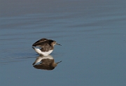 Green sandpiper